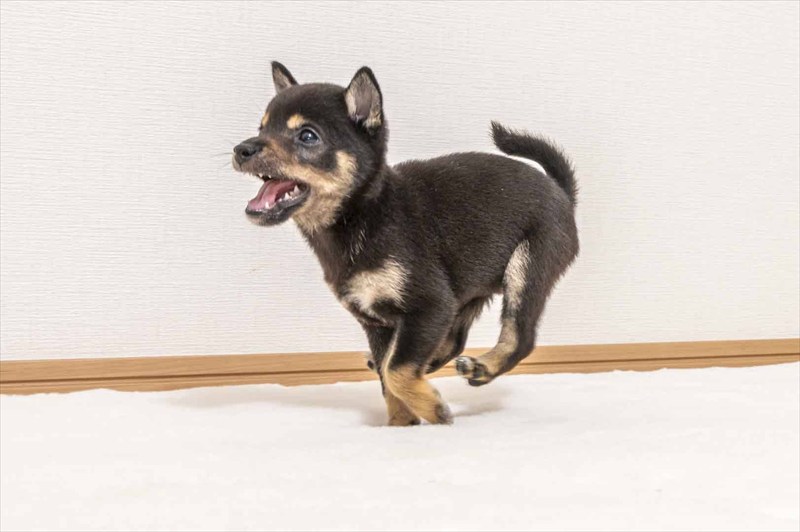 豆柴犬 販売子犬番号 きょうかちゃん 写真3