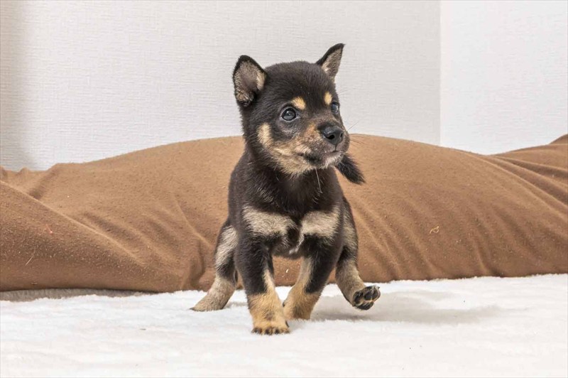 豆柴犬 販売子犬番号 きょうかちゃん 写真4