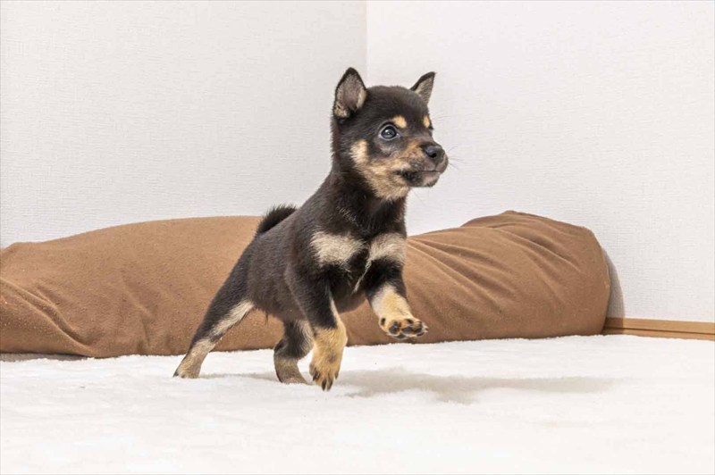 豆柴犬 販売子犬番号 きょうかちゃん 写真5