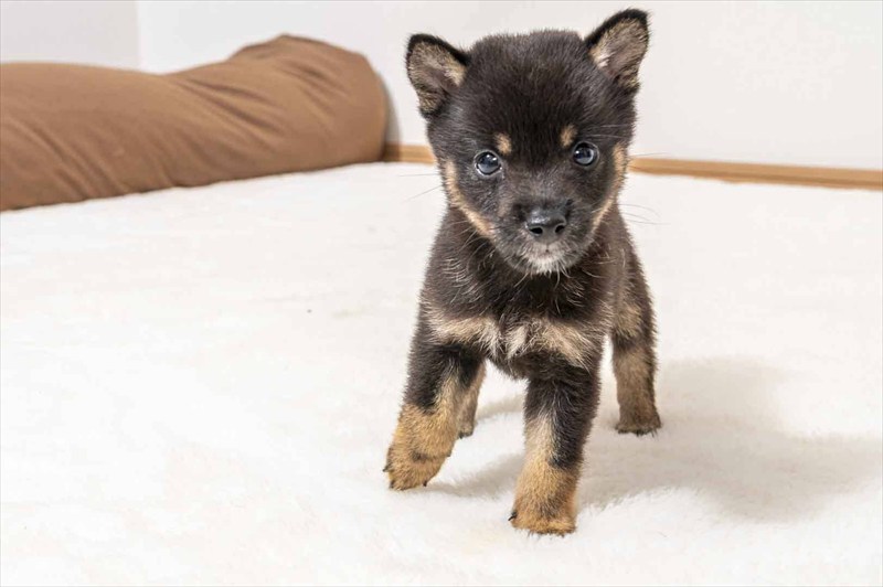豆柴犬 販売子犬番号 るかくん 写真2