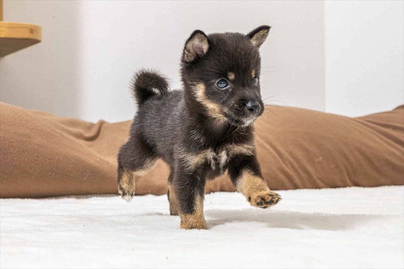 豆柴犬 販売子犬番号 るかくん 写真3