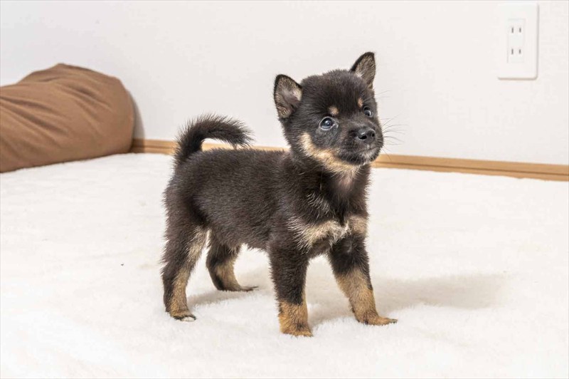 豆柴犬 販売子犬番号 るかくん 写真4