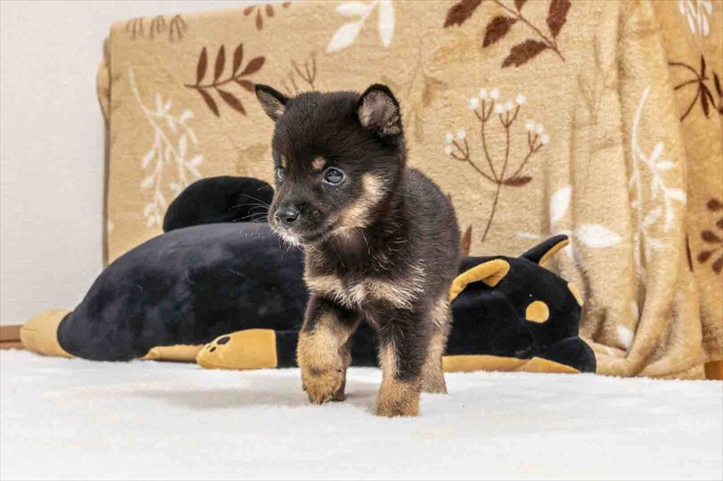 豆柴犬 販売子犬番号 るかくん 写真5
