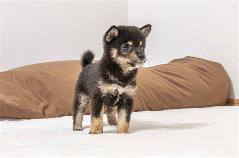 豆柴犬 販売子犬番号 たいようくん 写真2