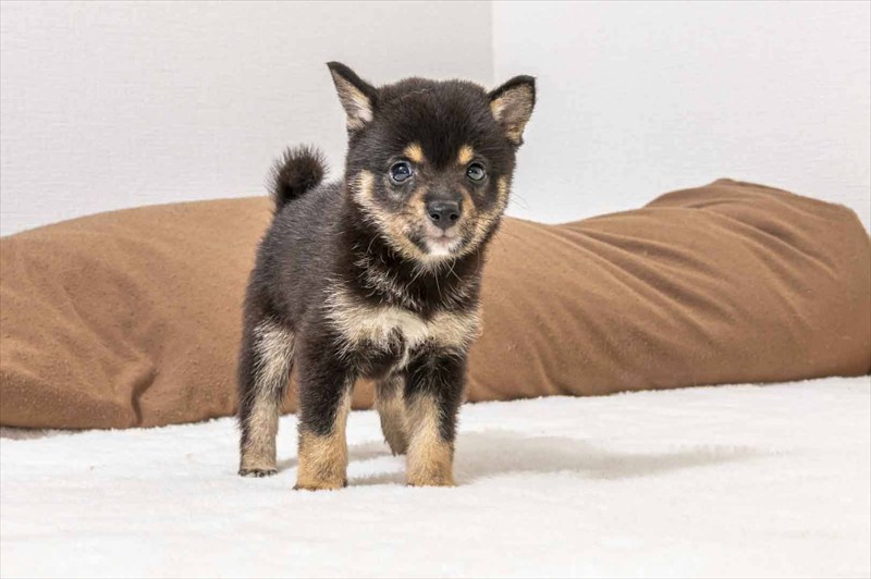 豆柴犬 販売子犬番号 たいようくん 写真3