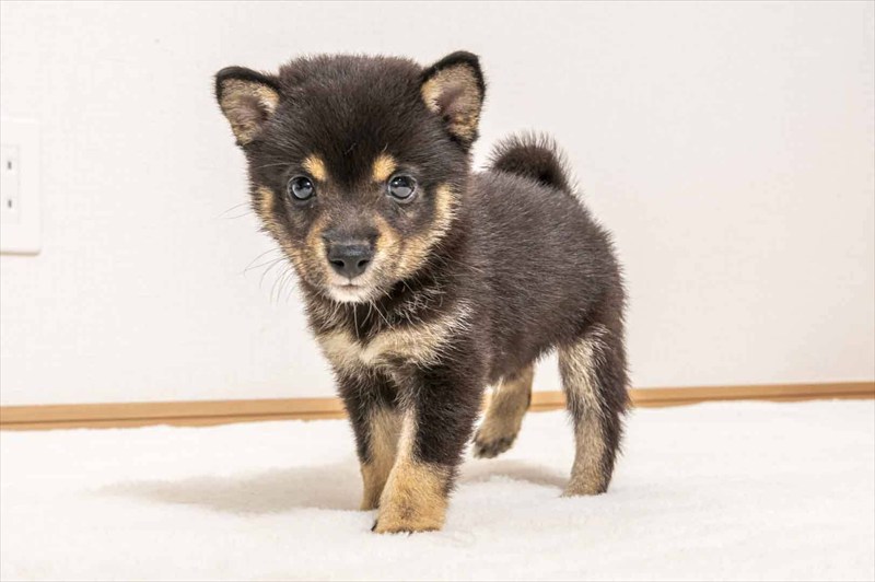 豆柴犬 販売子犬番号 たいようくん 写真4