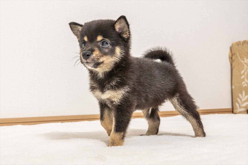 豆柴犬 販売子犬番号 たいようくん 写真5