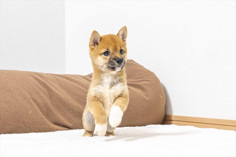 豆柴犬 販売子犬番号 なつめちゃん 写真2