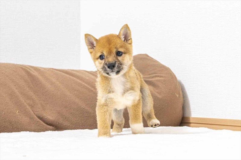 豆柴犬 販売子犬番号 なつめちゃん 写真3