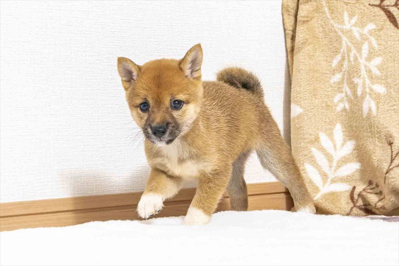 豆柴犬 販売子犬番号 なつめちゃん 写真4