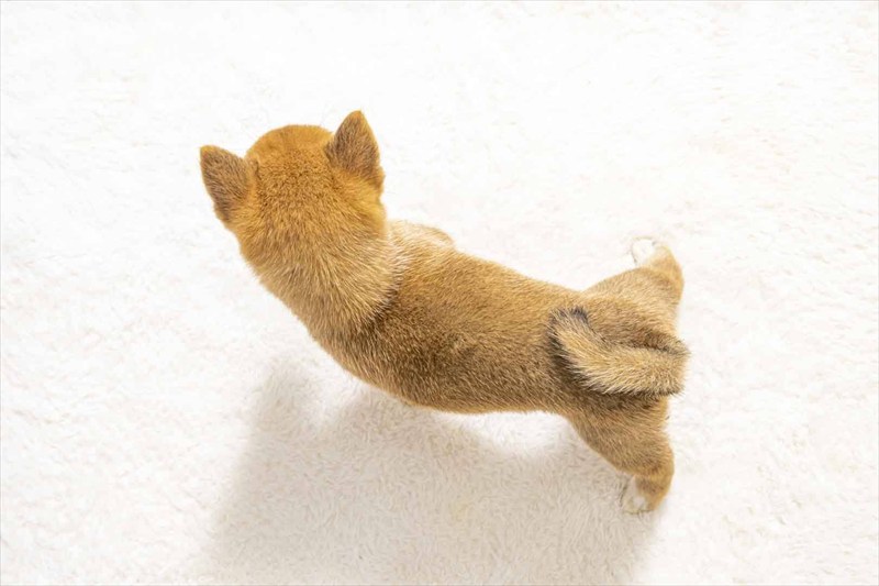 豆柴犬 販売子犬番号 なつめちゃん 写真5