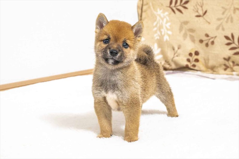 豆柴犬 販売子犬番号 りひとくん 写真2