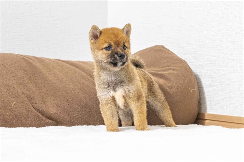豆柴犬 販売子犬番号 りひとくん 写真3