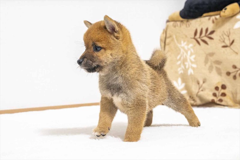 豆柴犬 販売子犬番号 りひとくん 写真4