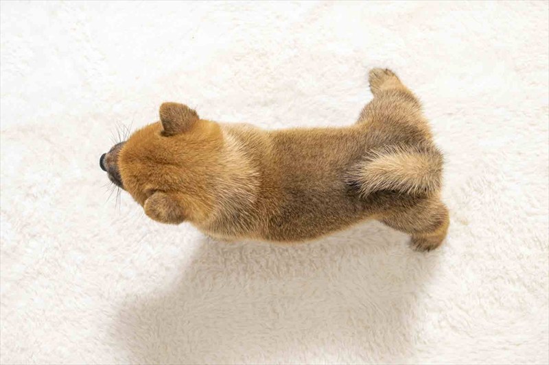 豆柴犬 販売子犬番号 りひとくん 写真5