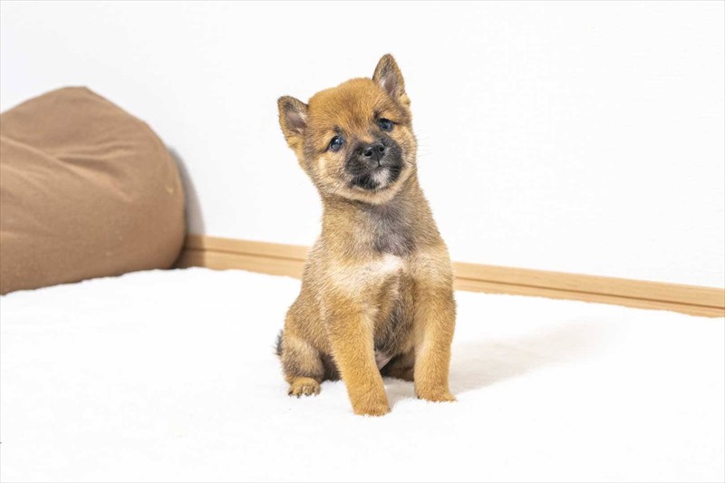 豆柴犬 販売子犬番号 しんいちくん 写真2