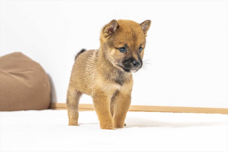 豆柴犬 販売子犬番号 しんいちくん 写真3