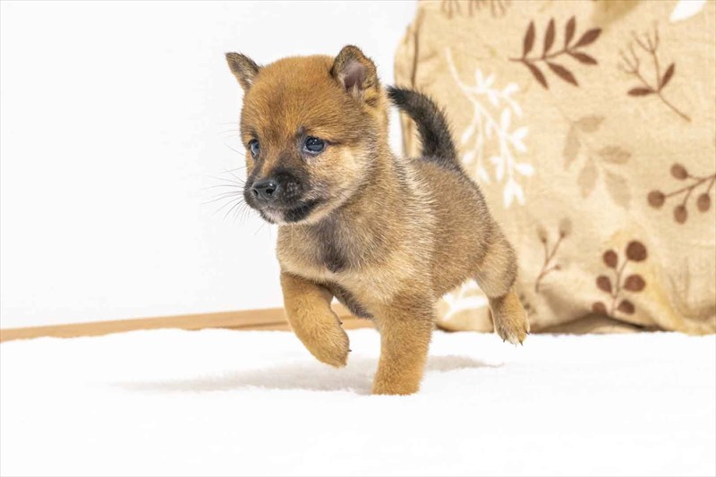 豆柴犬 販売子犬番号 しんいちくん 写真4