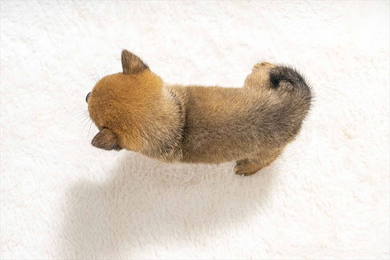豆柴犬 販売子犬番号 しんいちくん 写真5