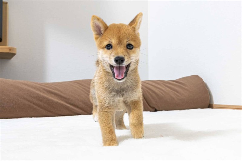 豆柴犬 販売子犬番号 えいとくん 写真2