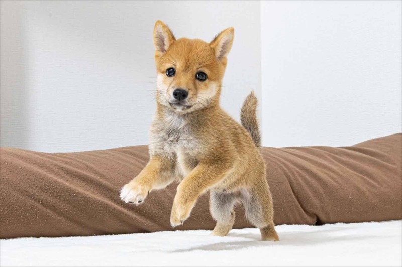 豆柴犬 販売子犬番号 えいとくん 写真3