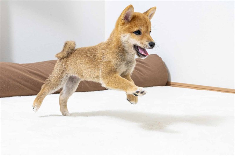 豆柴犬 販売子犬番号 えいとくん 写真4