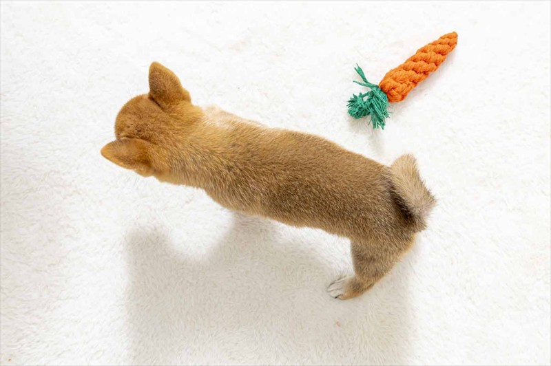 豆柴犬 販売子犬番号 えいとくん 写真5