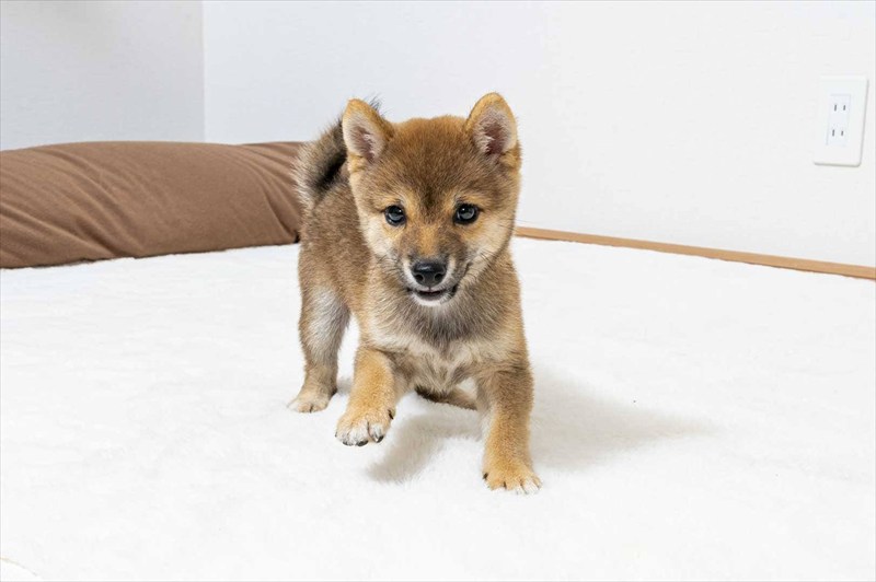豆柴犬 販売子犬番号 かなとくん 写真2