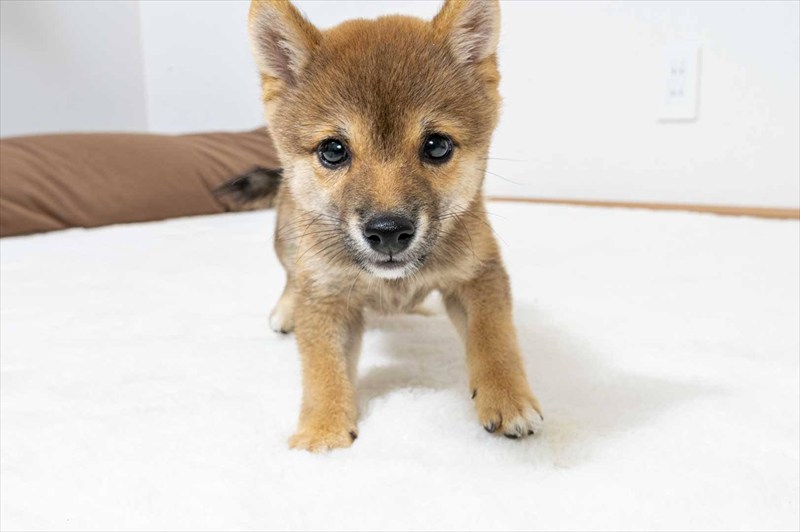 豆柴犬 販売子犬番号 かなとくん 写真3