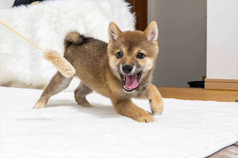 豆柴犬 販売子犬番号 かなとくん 写真4
