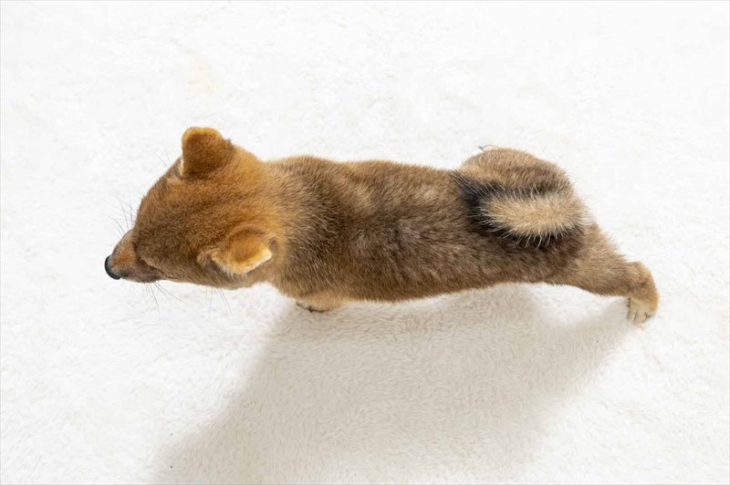 豆柴犬 販売子犬番号 かなとくん 写真5
