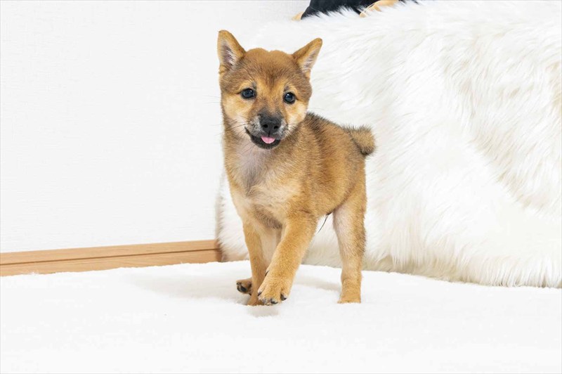 豆柴犬 販売子犬番号 ねねちゃん 写真2