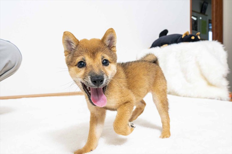 豆柴犬 販売子犬番号 ねねちゃん 写真3