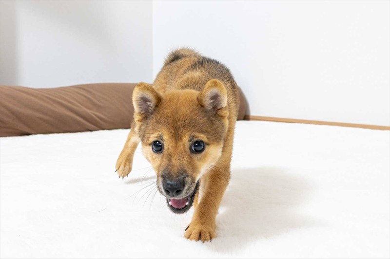 豆柴犬 販売子犬番号 ねねちゃん 写真4