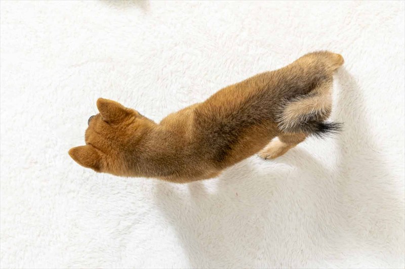 豆柴犬 販売子犬番号 ねねちゃん 写真5