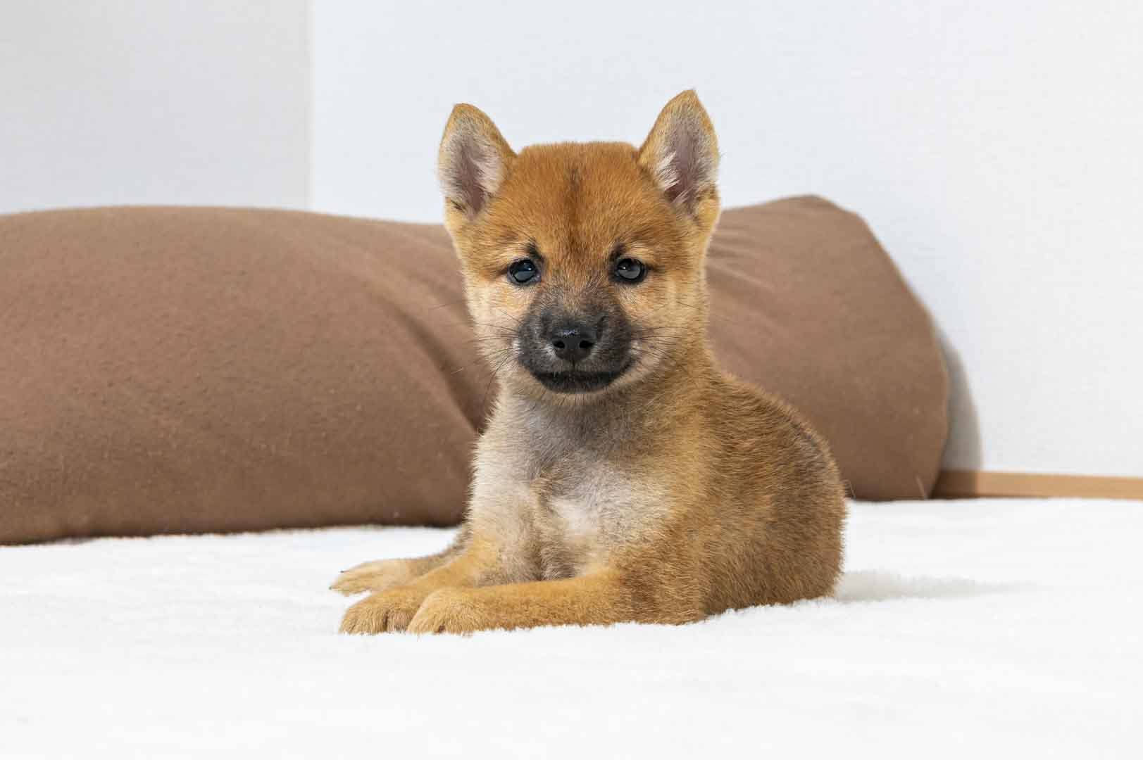 豆柴犬 販売子犬番号 になちゃん 写真2