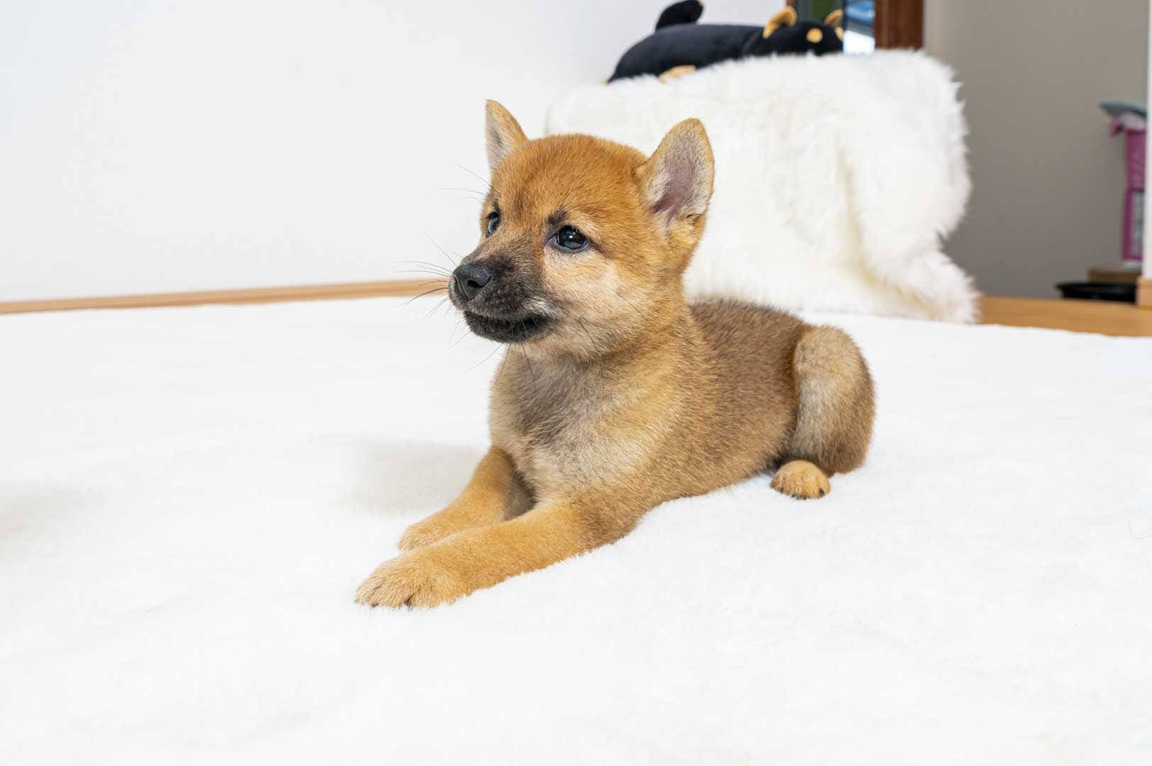 豆柴犬 販売子犬番号 になちゃん 写真3