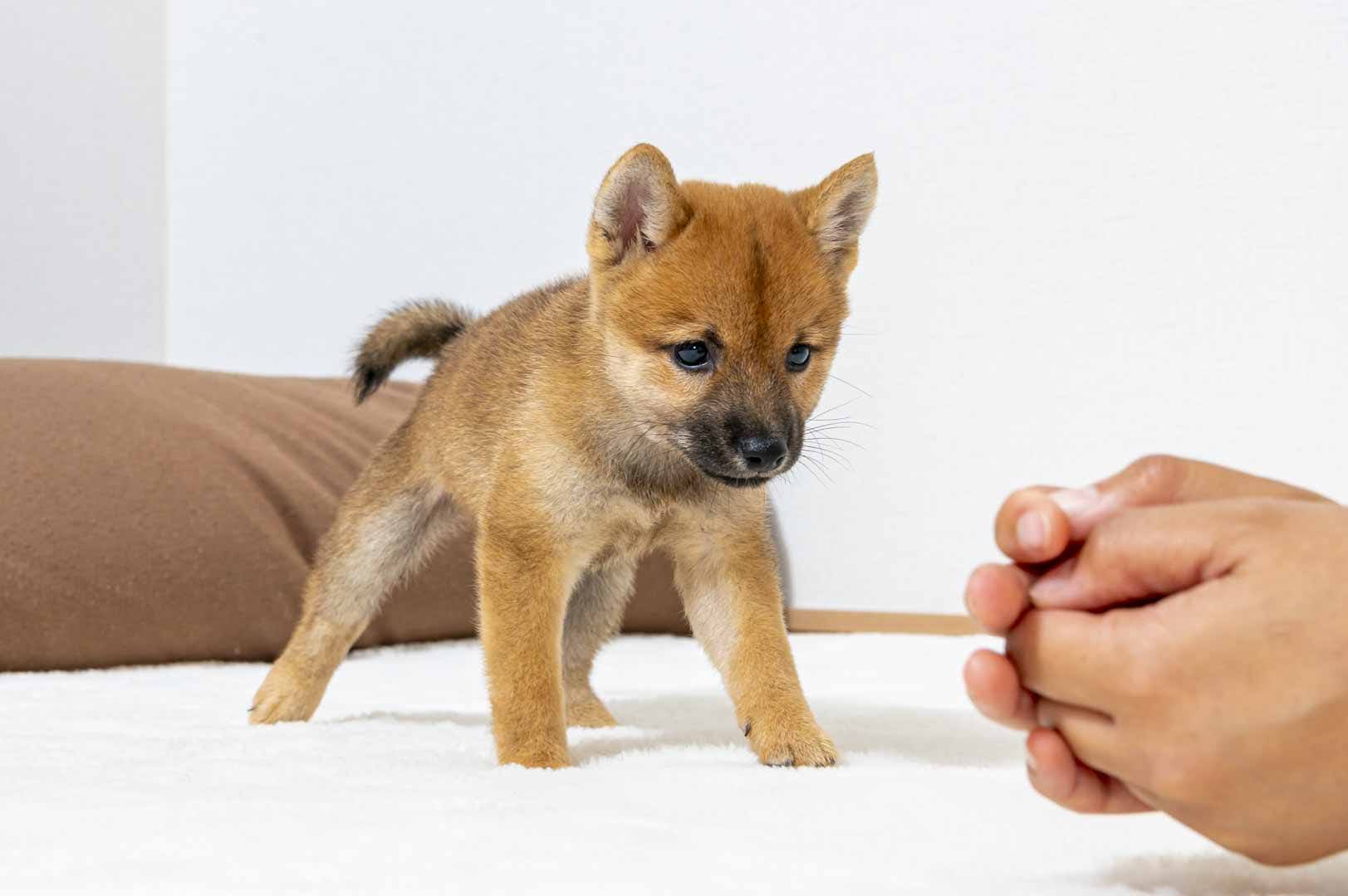豆柴犬 販売子犬番号 になちゃん 写真4