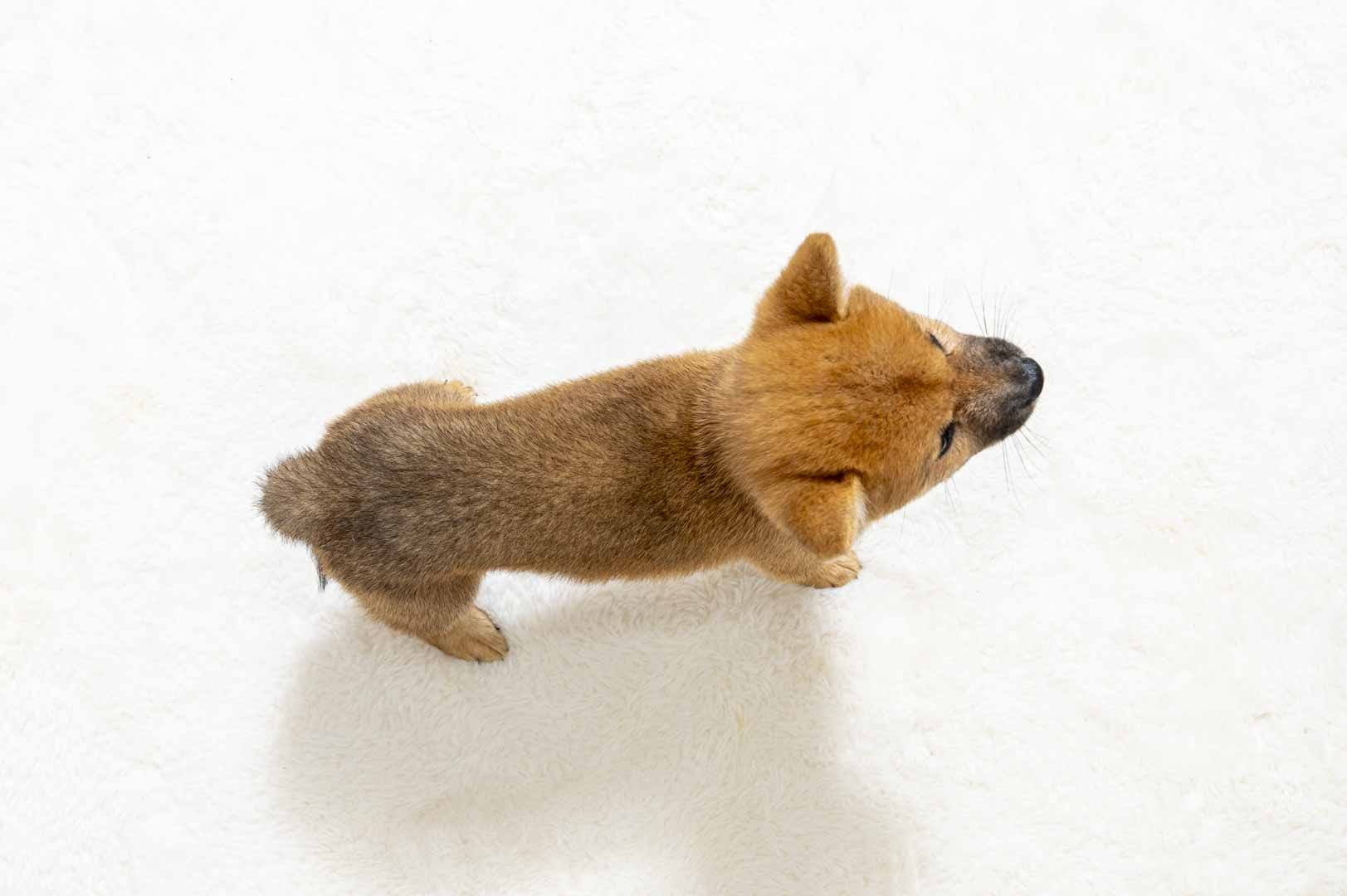 豆柴犬 販売子犬番号 になちゃん 写真5