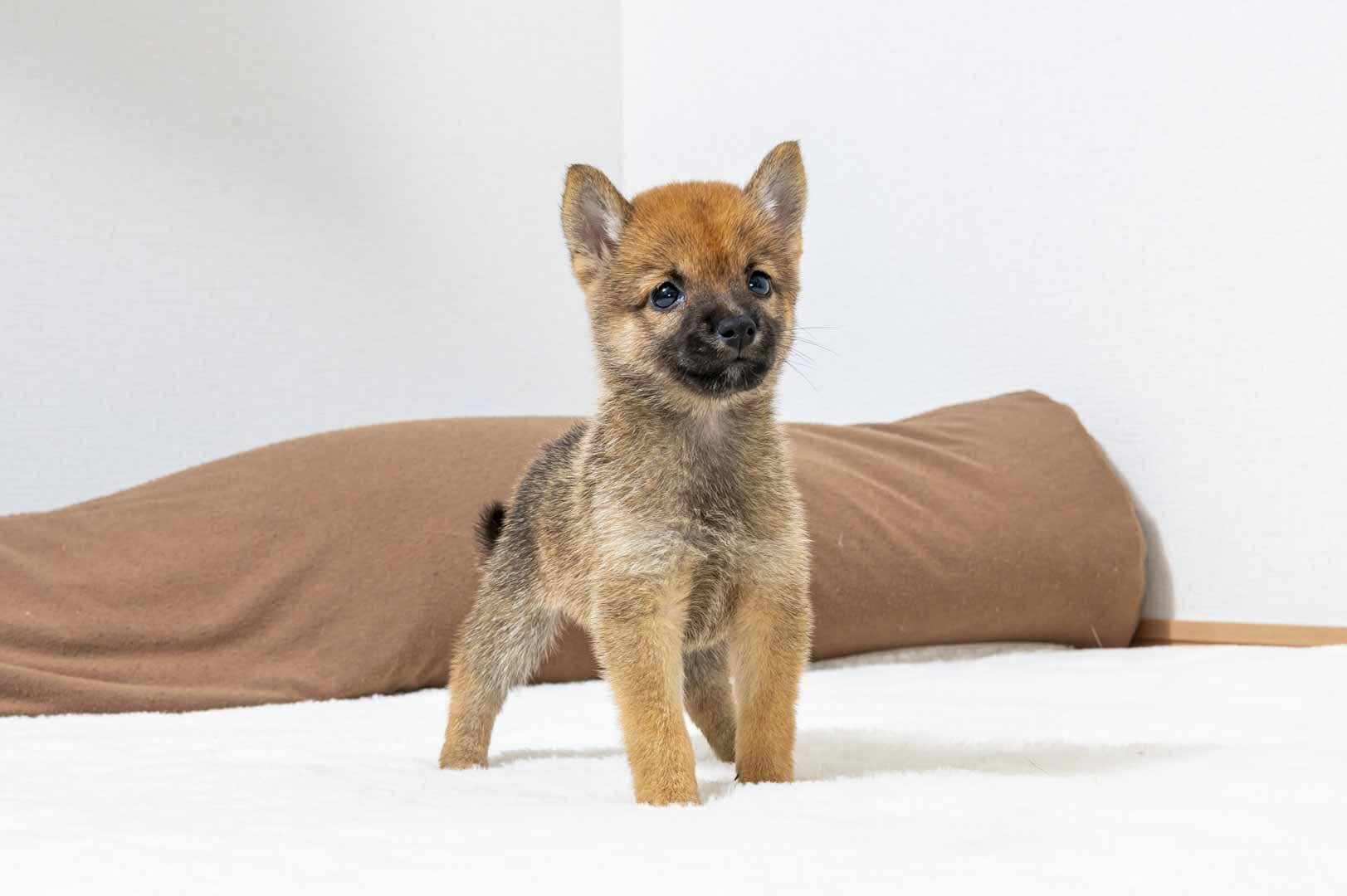 豆柴犬 販売子犬番号 るりちゃん 写真2