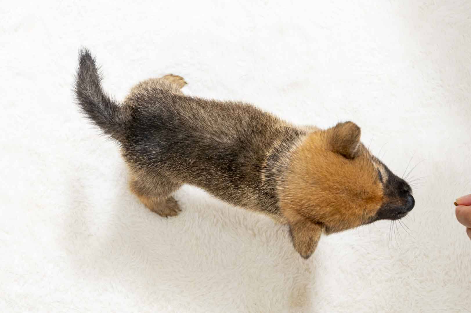 豆柴犬 販売子犬番号 るりちゃん 写真5