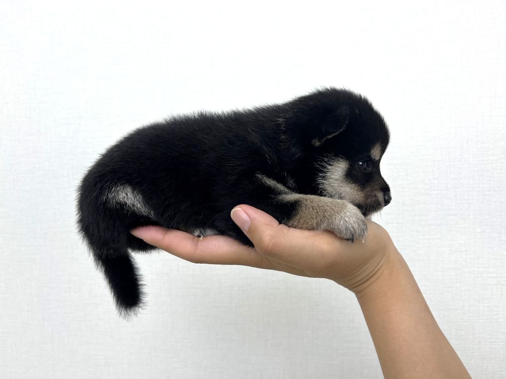 豆柴犬 販売子犬番号 あさひくん 写真2