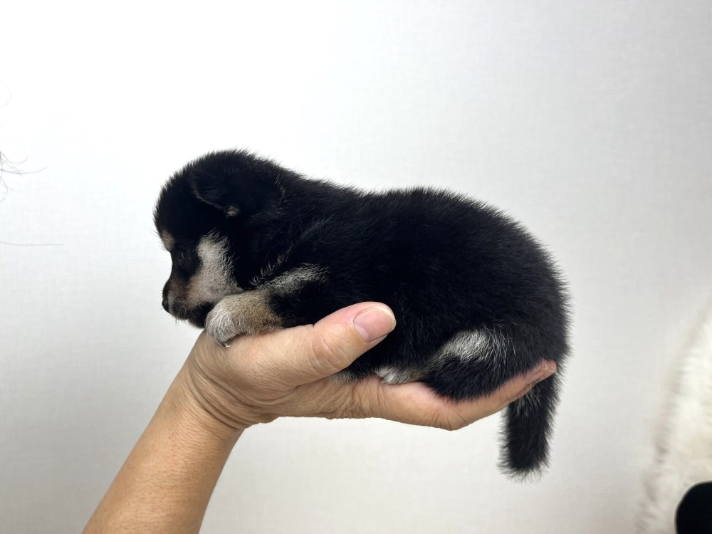 豆柴犬 販売子犬番号 あさひくん 写真3