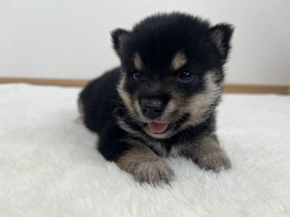 豆柴犬 販売子犬番号 あさひくん 写真4