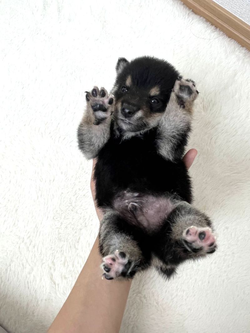 豆柴犬 販売子犬番号 あさひくん 写真5
