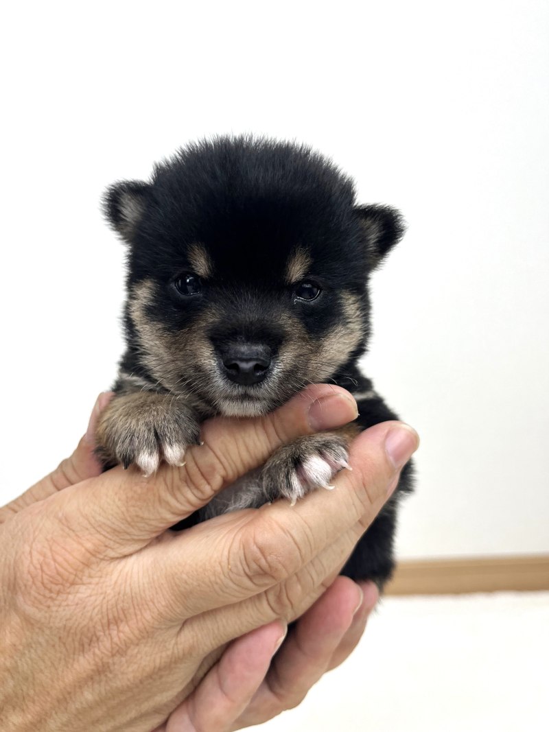 豆柴犬 販売子犬番号 しゅうとくん 写真1