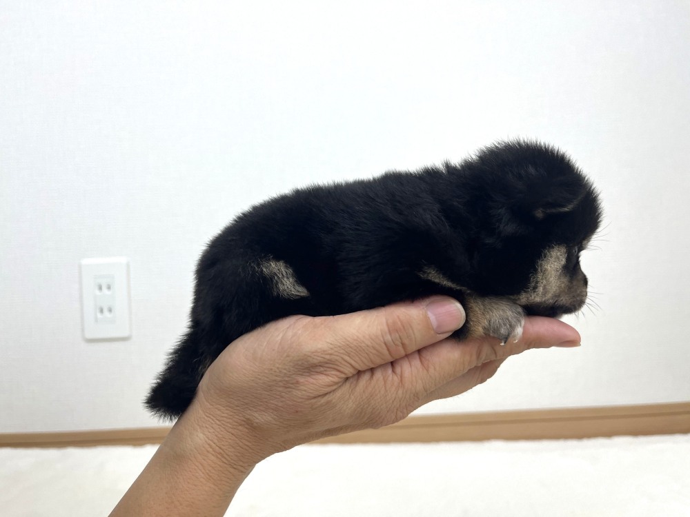豆柴犬 販売子犬番号 しゅうとくん 写真2