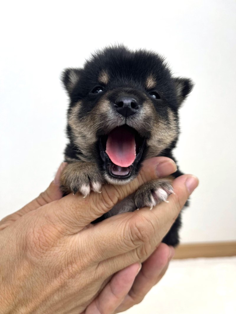 豆柴犬 販売子犬番号 しゅうとくん 写真3