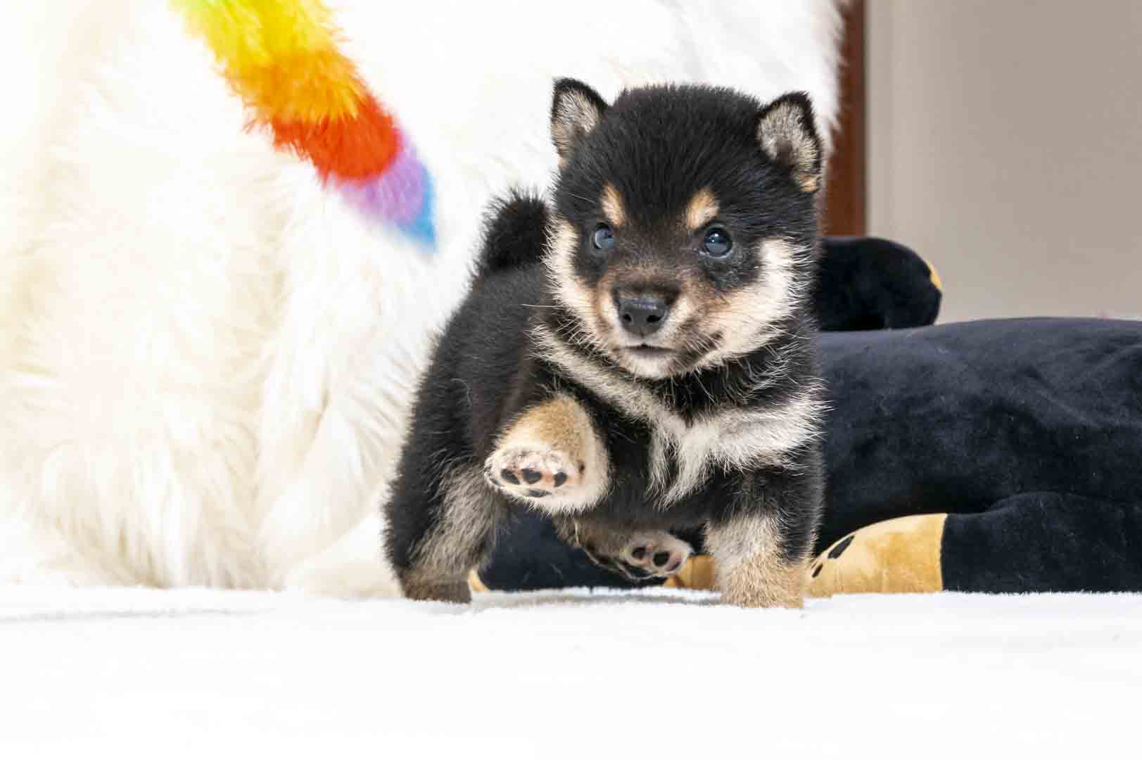 豆柴犬 販売子犬番号 あさひくん 写真2