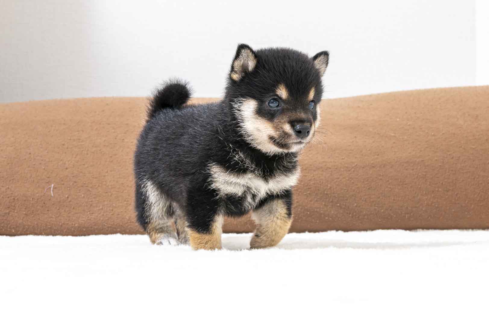 豆柴犬 販売子犬番号 あさひくん 写真3